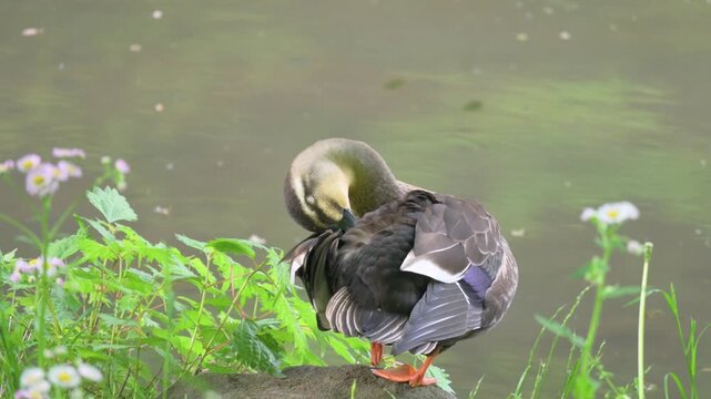 Spot-billed duck preening itself by a pond.