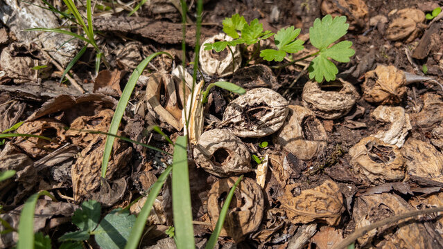 Empty broken walnut shells scattered on spring forest ground among dry leaves