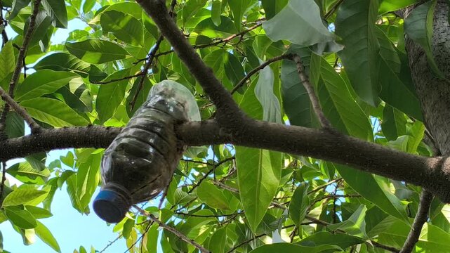 Air layering technique on a plant branch using a recycled plastic bottle, demonstrating an eco-friendly propagation method to grow new roots and produce healthy plants