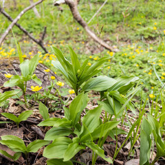 Fototapeta premium Fresh green wild plants with small buds growing on spring forest floor