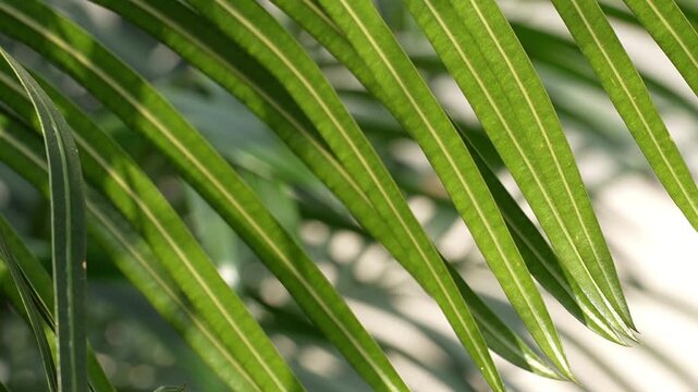 Close-up shot of vibrant green palm leaves with soft sunlight filtering through, creating a peaceful natural backdrop.