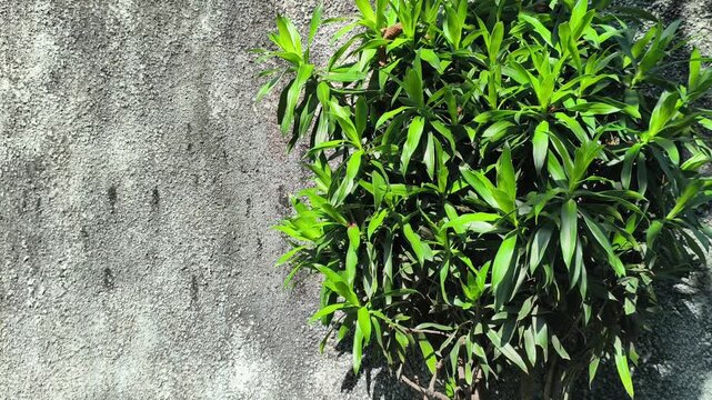 Dracaena reflexa plant with glossy green leaves arranged in elegant rosettes, showcasing a popular tropical ornamental plant ideal for indoor and outdoor landscaping.