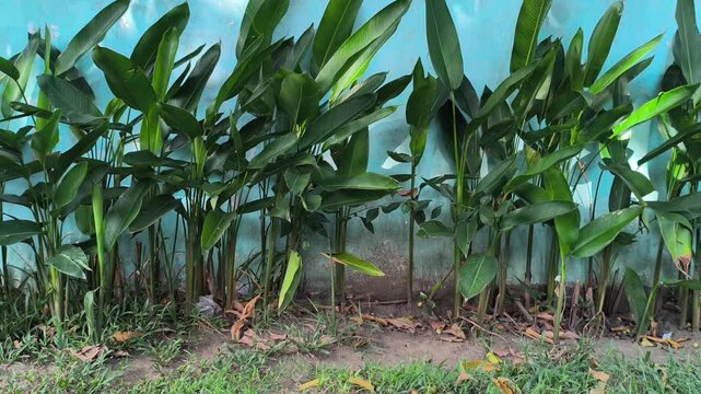 Philodendron martianum, known as Fat Boy Philodendron, features glossy green leaves and thick swollen petioles, making it a striking tropical ornamental plant for indoor and outdoor gardens.