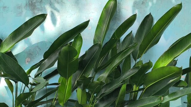Philodendron martianum, known as Fat Boy Philodendron, features glossy green leaves and thick swollen petioles, making it a striking tropical ornamental plant for indoor and outdoor gardens.