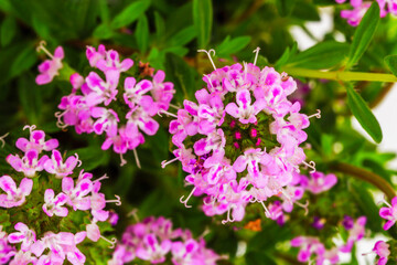 Fototapeta premium Flowers bloom in pink shades in a garden during warm summer days in bright sunlight