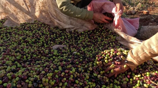 Fresh olives being collected and bagged in the field after harvest, showing green, purple, and black olives. Farmers gather them quickly for transport to the mill for olive oil production.