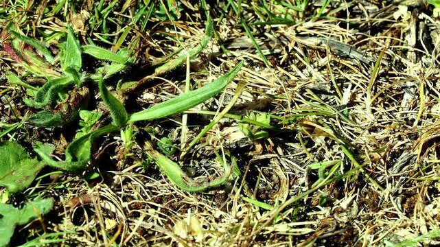 Black ant busily about their work carrying seeds on scrubby ground.