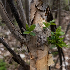 Fototapeta premium Fresh green leaves sprouting from tree trunk with peeling bark in spring forest