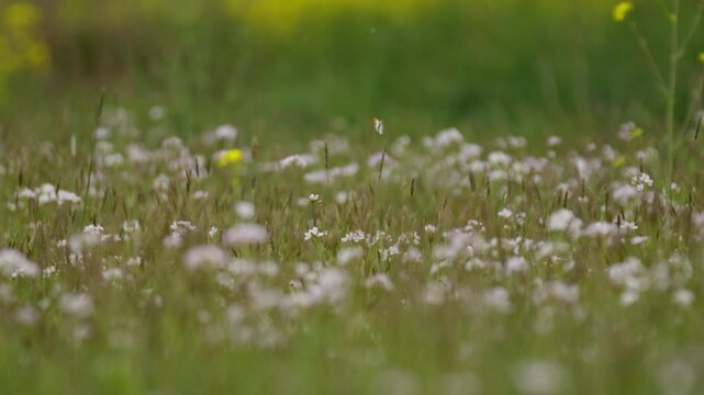 Orange tip butterfly flies over cuckoo flowers in a lush spring meadow