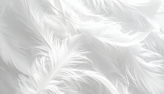 Abstract white feathers background texture airy soft and delicate design