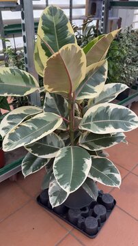 Variegated ficus rubber plant for sale closeup in daylight on tiled floor potted in black tray with creamy leaf margins and glossy