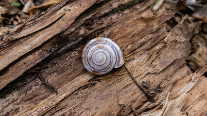 Spiral snail shell lying on rough weathered timber in woodland © alissandres