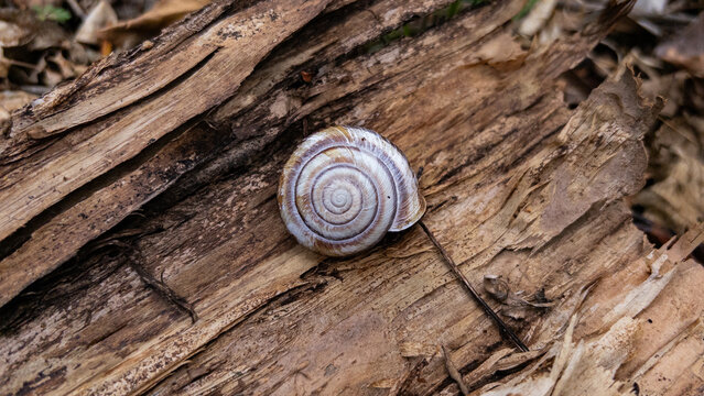 Spiral snail shell lying on rough weathered timber in woodland