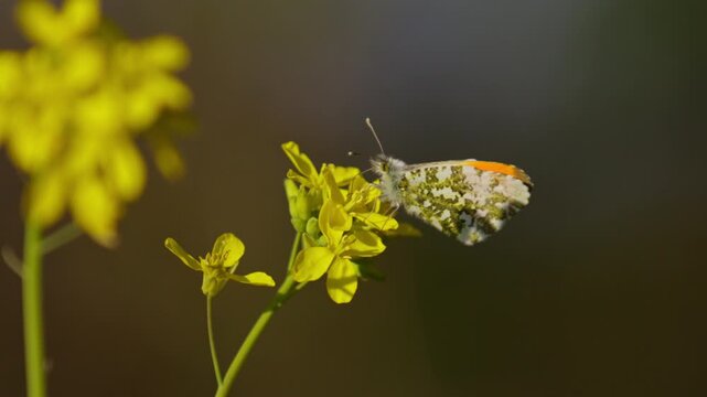 Orange tip butterfly perched on bright yellow cuckoo flower in Dutch countryside