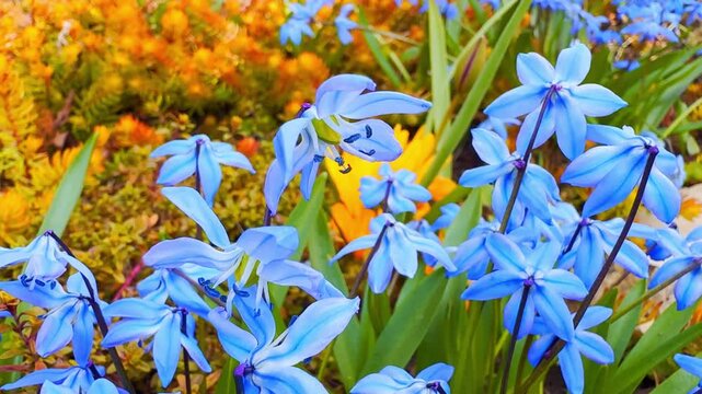 Close-up of delicate blue spring squill flowers blooming in a colorful garden bed, with fresh green leaves and warm golden foliage in the background.