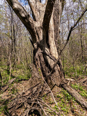 Obraz premium Massive old tree trunk with rough bark in wild spring forest