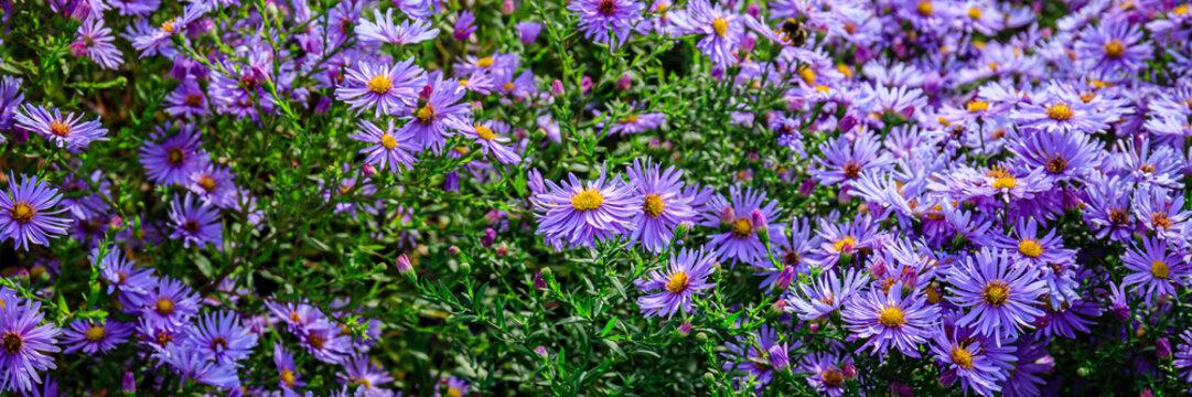 Colorful flowers bloom in a garden during spring with green leaves around them under bright sunlight