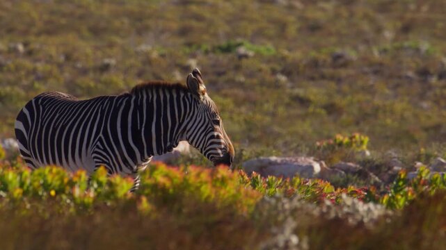 Cape Mountain Zebra standing in fynbos field on windy day, Cape Town