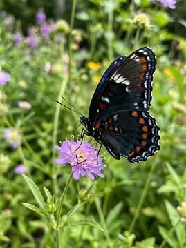 A beautiful Red Spotted Purple butterfly perched on a purple wildflower.
