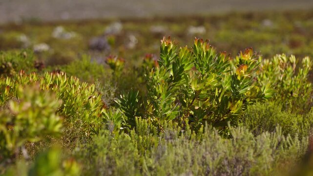 Sunlit green shrubs and fynbos plants in natural landscape, clear daylight view