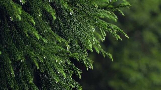 Rain droplets on evergreen pine leaves foliage in lush forest during monsoon season