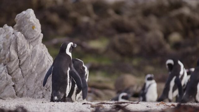 Telephoto view of African penguin shaking out its feathers on coastline