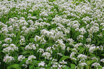 Obraz premium Field of white flowers with green leaves under bright daylight in spring