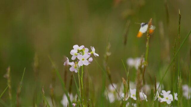 Orange tip butterfly visits cuckoo flowers in a grassy meadow before flying away