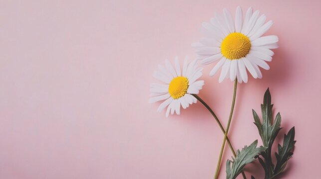 Two white daisies on pink background