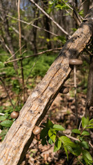 Fototapeta premium Several small brown mushrooms growing on fallen tree branch in spring woodland
