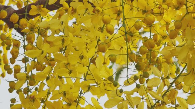 Close-up view of amaltas golden shower tree with dense hanging clusters of bright yellow flowers and buds, delicate petals forming a vibrant summer scene against soft sky