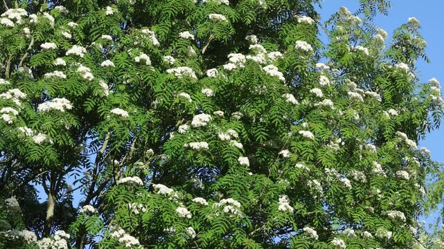 A Rowan Tree, Sorbus aucuparia, in flower in Spring. UK