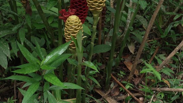 Distinctive spiral ginger flowers in red and yellow stand out against dense green foliage in the Amazon rainforest. Ideal for nature documentaries and educational content.