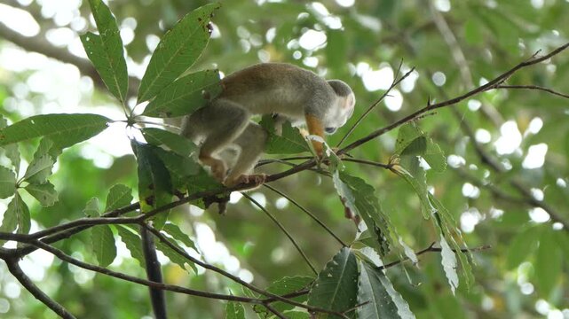 A squirrel monkey moves gracefully among the branches in a dense Amazon rainforest. Ideal for wildlife documentaries or educational content about primates.