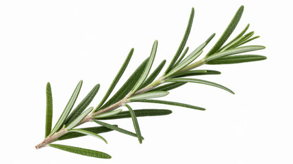 Fototapeta premium Single fresh green rosemary sprig with needle-like leaves isolated on a white background