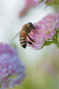 Honeybee collecting nectar from a delicate pink flower in soft natural light