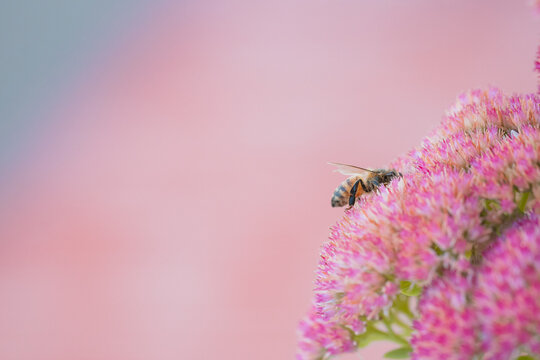 Close-up of a bee collecting nectar from a vibrant pink flower in soft natural light with copyspace