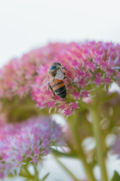 Close-up of a honeybee collecting nectar from a cluster of pink sedum flowers