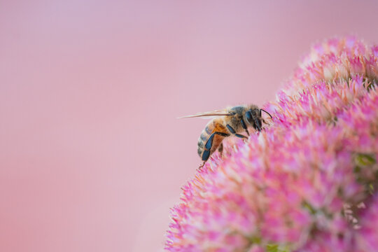 Close-up of a honeybee collecting nectar from a vibrant pink flower in soft light