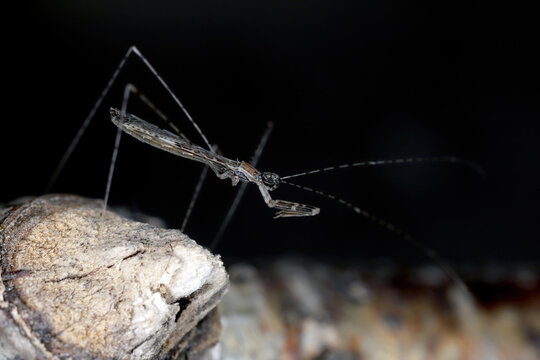 Side view of Empicoris vagabundus, thread-legged bug in the family Reduviidae, Assassin Bugs.