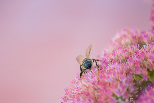 Close-up of a bee on a cluster of pink flowers with a soft pink background
