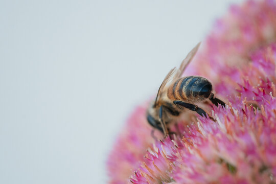 Close-up macro shot of a honeybee collecting nectar from a vibrant pink flower
