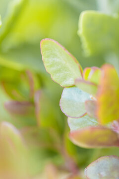 Close-up macro view of succulent plant leaves with soft green and pink hues
