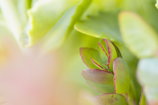 Close-up macro view of succulent plant leaves with soft green and pink hues