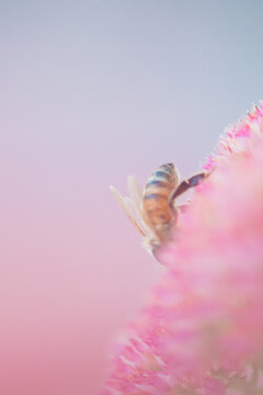 Close-up macro shot of a bee collecting nectar from a delicate pink flower