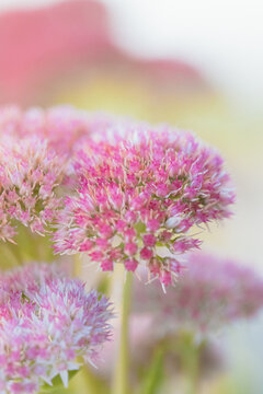 Delicate pink sedum flowers bloom in soft focus, showcasing intricate textures