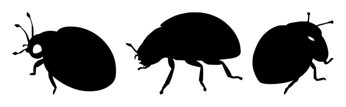 ladybug silhouette set with black outline against white background featuring insects, fauna, line art with nature and entomology
