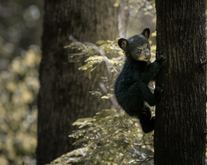 A young black bear cub climbing a tree in a natural forest environment with soft light and peaceful woodland atmosphere. © Dmytro