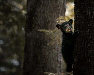 A young black bear cub climbing a tree in a natural forest environment with soft light and peaceful woodland atmosphere. © Dmytro