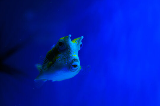 Colorful Lactoria cornuta fish swimming in deep blue water at an aquarium during the daytime showing its round body and small fins